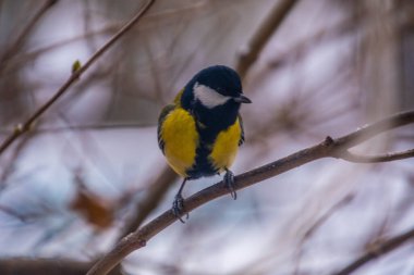 Great tit on birch branch during snowfall, close up