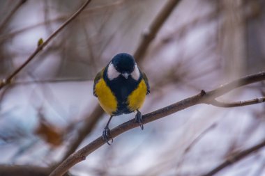 Great tit on birch branch during snowfall, close up