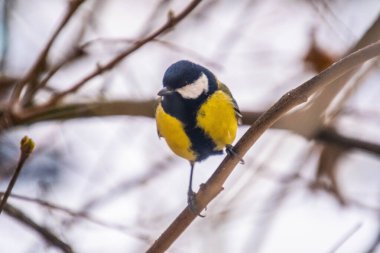 Great tit on birch branch during snowfall, close up