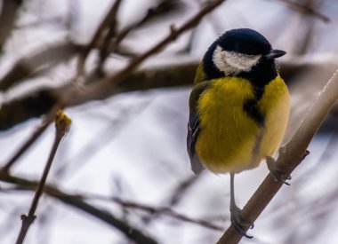 Great tit on birch branch during snowfall, close up