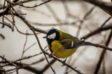 Great tit on birch branch during snowfall, close up