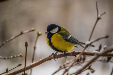 Great tit on birch branch during snowfall, close up
