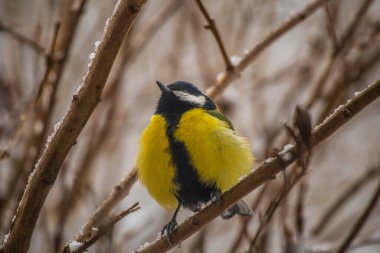 Great tit on birch branch during snowfall, close up
