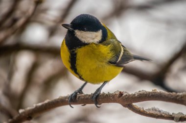 Great tit on birch branch during snowfall, close up