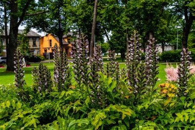 Botanik Bahçeleri. Doğal yeşil tropikal yapraklar, çiçekler, soyut yeşil doku, doğa arka planı