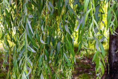 Botanik Bahçeleri. Doğal yeşil tropikal yapraklar, çiçekler, soyut yeşil doku, doğa arka planı