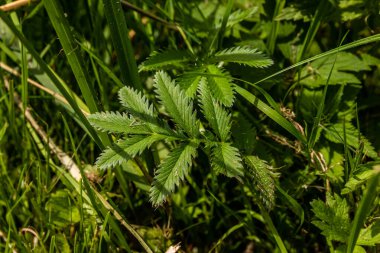 Botanik Bahçeleri. Doğal yeşil tropikal yapraklar, çiçekler, soyut yeşil doku, doğa arka planı