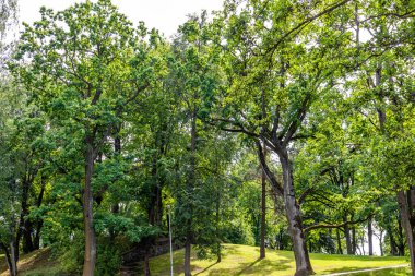 Botanik Bahçeleri. Doğal yeşil tropikal yapraklar, çiçekler, soyut yeşil doku, doğa arka planı