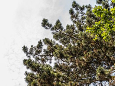 Botanik Bahçeleri. Doğal yeşil tropikal yapraklar, çiçekler, soyut yeşil doku, doğa arka planı