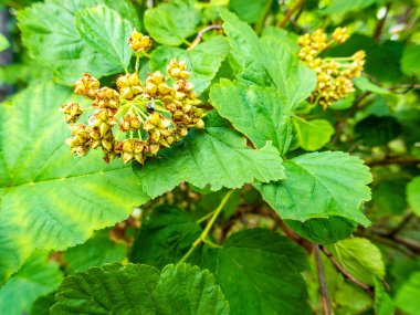 Botanik Bahçeleri. Doğal yeşil tropikal yapraklar, çiçekler, soyut yeşil doku, doğa arka planı