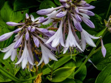 Botanik Bahçeleri. Doğal yeşil tropikal yapraklar, çiçekler, soyut yeşil doku, doğa arka planı