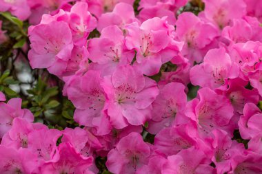 Botanik Bahçeleri. Doğal yeşil tropikal yapraklar, çiçekler, soyut yeşil doku, doğa arka planı