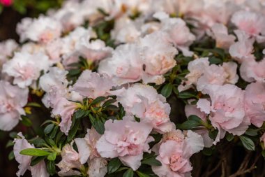 Botanik Bahçeleri. Doğal yeşil tropikal yapraklar, çiçekler, soyut yeşil doku, doğa arka planı