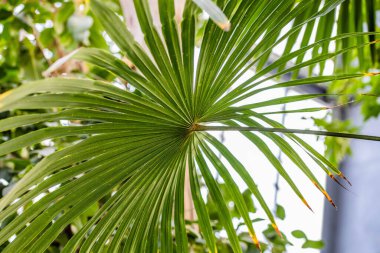 Botanik Bahçeleri. Doğal yeşil tropikal yapraklar, çiçekler, soyut yeşil doku, doğa arka planı