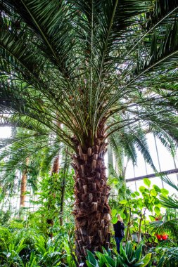 Botanik Bahçeleri. Doğal yeşil tropikal yapraklar, çiçekler, soyut yeşil doku, doğa arka planı