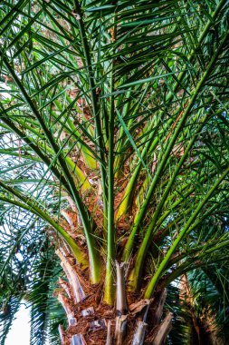 Botanik Bahçeleri. Doğal yeşil tropikal yapraklar, çiçekler, soyut yeşil doku, doğa arka planı