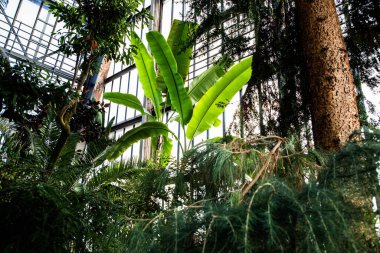 Botanik Bahçeleri. Doğal yeşil tropikal yapraklar, çiçekler, soyut yeşil doku, doğa arka planı