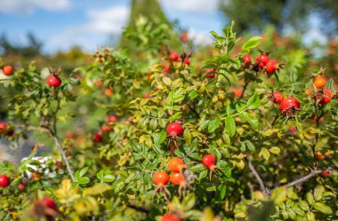 Botanik Bahçeleri. Doğal yeşil tropikal yapraklar, çiçekler, soyut yeşil doku, doğa arka planı