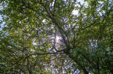 Botanik Bahçeleri. Doğal yeşil tropikal yapraklar, çiçekler, soyut yeşil doku, doğa arka planı