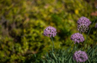 Botanik Bahçeleri. Doğal yeşil tropikal yapraklar, çiçekler, soyut yeşil doku, doğa arka planı