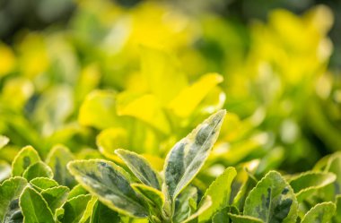 Botanik Bahçeleri. Doğal yeşil tropikal yapraklar, çiçekler, soyut yeşil doku, doğa arka planı