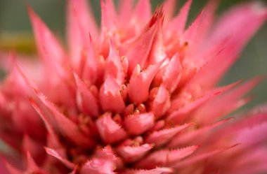 Botanik Bahçeleri. Doğal yeşil tropikal yapraklar, çiçekler, soyut yeşil doku, doğa arka planı