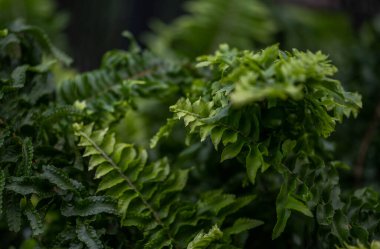 Botanik Bahçeleri. Doğal yeşil tropikal yapraklar, çiçekler, soyut yeşil doku, doğa arka planı