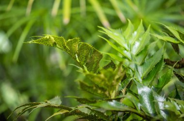 Botanik Bahçeleri. Doğal yeşil tropikal yapraklar, çiçekler, soyut yeşil doku, doğa arka planı