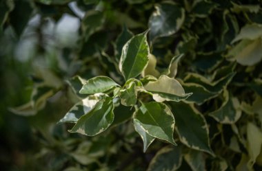 Botanik Bahçeleri. Doğal yeşil tropikal yapraklar, çiçekler, soyut yeşil doku, doğa arka planı