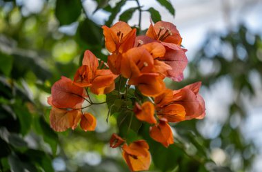 Botanik Bahçeleri. Doğal yeşil tropikal yapraklar, çiçekler, soyut yeşil doku, doğa arka planı