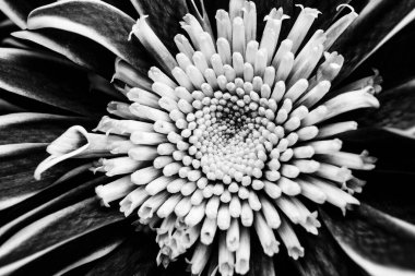 Botanik Bahçeleri. Doğal yeşil tropikal yapraklar, çiçekler, soyut yeşil doku, doğa arka planı