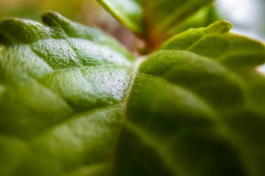 Botanik Bahçeleri. Doğal yeşil tropikal yapraklar, çiçekler, soyut yeşil doku, doğa arka planı