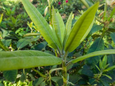 Botanik Bahçeleri. Doğal yeşil tropikal yapraklar, çiçekler, soyut yeşil doku, doğa arka planı