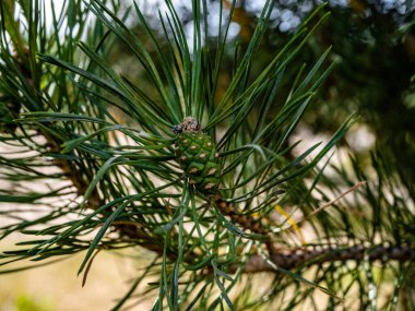 Botanik Bahçeleri. Doğal yeşil tropikal yapraklar, çiçekler, soyut yeşil doku, doğa arka planı