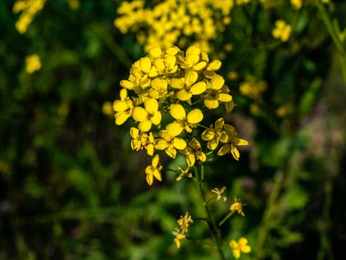 Botanik Bahçeleri. Doğal yeşil tropikal yapraklar, çiçekler, soyut yeşil doku, doğa arka planı