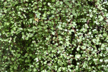 Botanik Bahçeleri. Doğal yeşil tropikal yapraklar, çiçekler, soyut yeşil doku, doğa arka planı