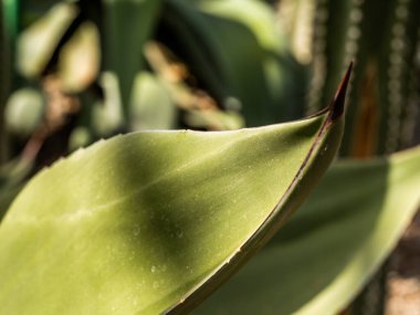 Botanik Bahçeleri. Doğal yeşil tropikal yapraklar, çiçekler, soyut yeşil doku, doğa arka planı
