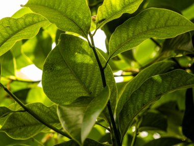 Botanik Bahçeleri. Doğal yeşil tropikal yapraklar, çiçekler, soyut yeşil doku, doğa arka planı