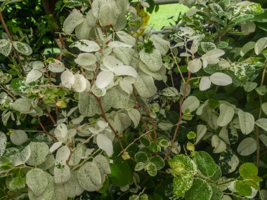 Botanik Bahçeleri. Doğal yeşil tropikal yapraklar, çiçekler, soyut yeşil doku, doğa arka planı