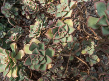 Botanik Bahçeleri. Doğal yeşil tropikal yapraklar, çiçekler, soyut yeşil doku, doğa arka planı