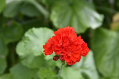 Botanik Bahçeleri. Doğal yeşil tropikal yapraklar, çiçekler, soyut yeşil doku, doğa arka planı