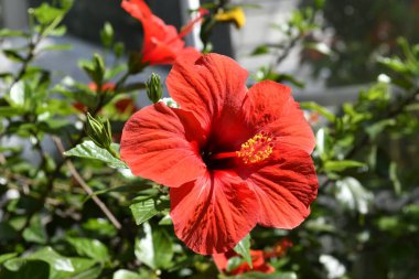 Botanik Bahçeleri. Doğal yeşil tropikal yapraklar, çiçekler, soyut yeşil doku, doğa arka planı