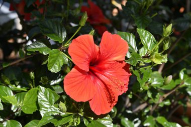 Botanik Bahçeleri. Doğal yeşil tropikal yapraklar, çiçekler, soyut yeşil doku, doğa arka planı