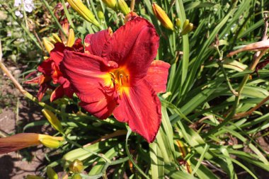 Botanik Bahçeleri. Doğal yeşil tropikal yapraklar, çiçekler, soyut yeşil doku, doğa arka planı
