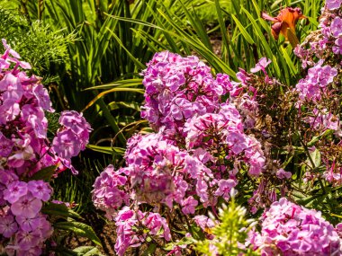 Botanik Bahçeleri. Doğal yeşil tropikal yapraklar, çiçekler, soyut yeşil doku, doğa arka planı