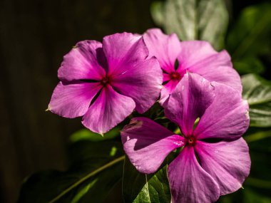Botanik Bahçeleri. Doğal yeşil tropikal yapraklar, çiçekler, soyut yeşil doku, doğa arka planı