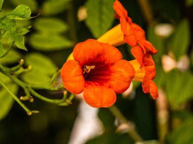 Botanik Bahçeleri. Doğal yeşil tropikal yapraklar, çiçekler, soyut yeşil doku, doğa arka planı