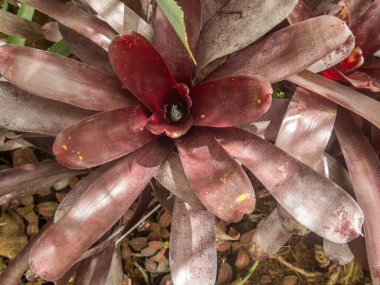 Botanik Bahçeleri. Doğal yeşil tropikal yapraklar, çiçekler, soyut yeşil doku, doğa arka planı