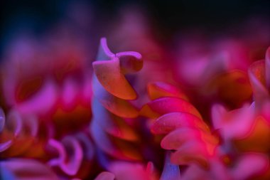 Bir demet renkli torti makarna.