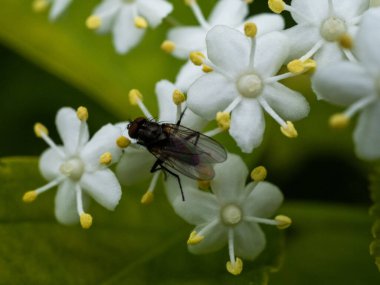 Mürver böğürtleninin küçük beyaz çiçekleri yeşil yaprakların üzerine yakın plan ve yer tutucu.